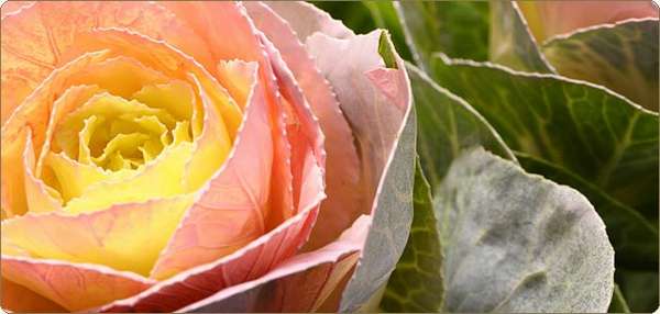 Как вырастить розу из семян - фото