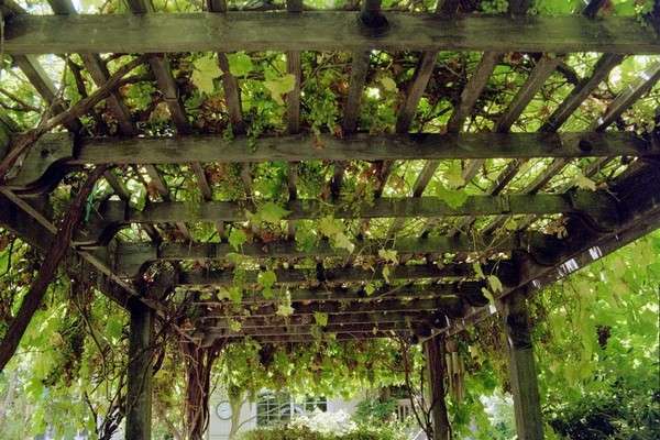 Навес для винограда  разновидности и особенности строительства - фото
